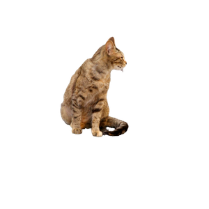 A Stray Tabby Cat Sits Attentively On A City Street, Observing Its Surroundings. 12753 - Cat PNG image with transparent background